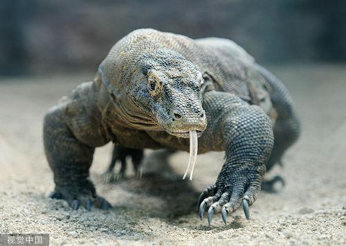 稀有动物资料,探寻地球上的“活化石”与“自然瑰宝”